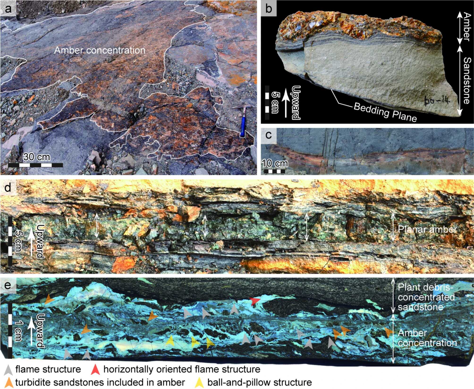 Amber concentration in Am 02 widely exposed on the bedding plane