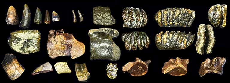 New fossil finds suggest Homo erectus roamed widely across a now-submerged landmass in Indonesia