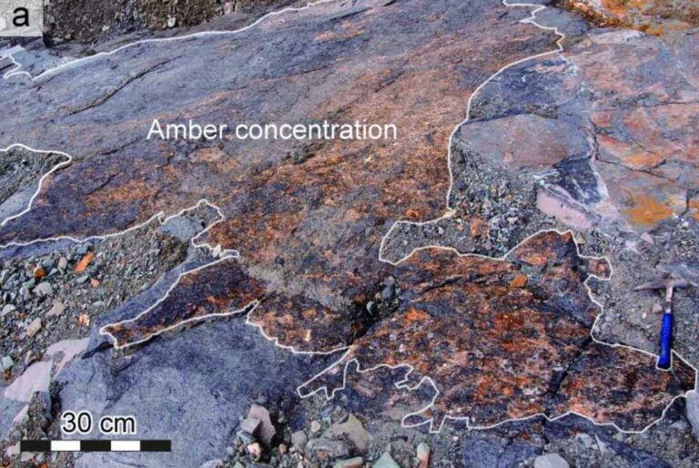 Scientists in Japan link deep-sea amber deposits to a massive ancient tsunami